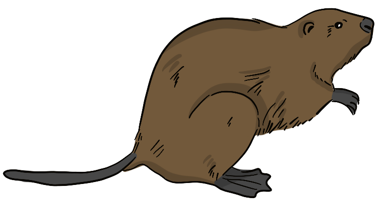 An illustrated beaver sits. 