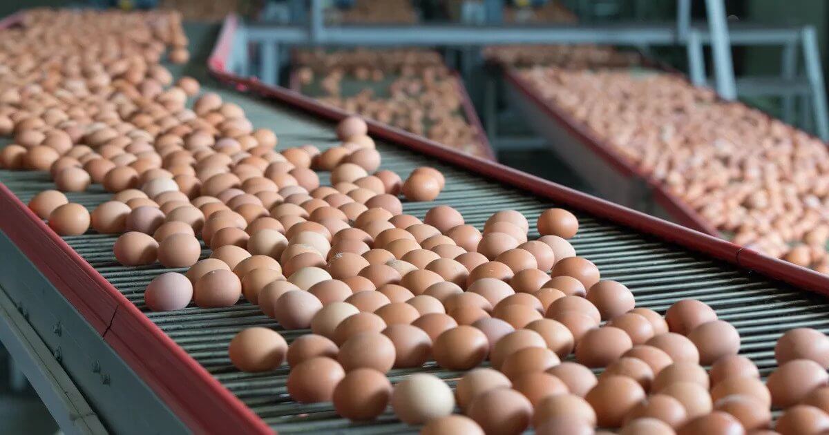 A conveyor belt is shown with many eggs on it. 