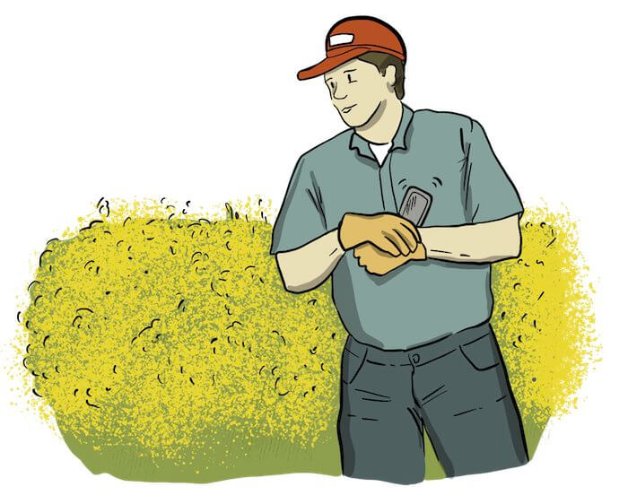 An illustrated farmer holds a cell phone and stands next to a canola crop.