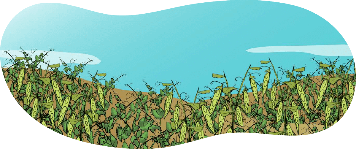 An illustrated green peas crop.