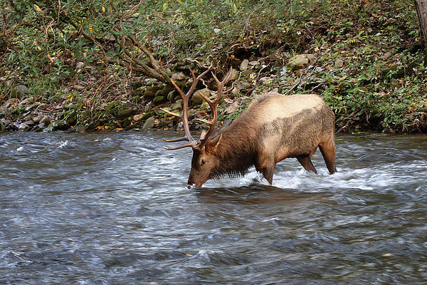 An elk is standing in water with mountains in the background.