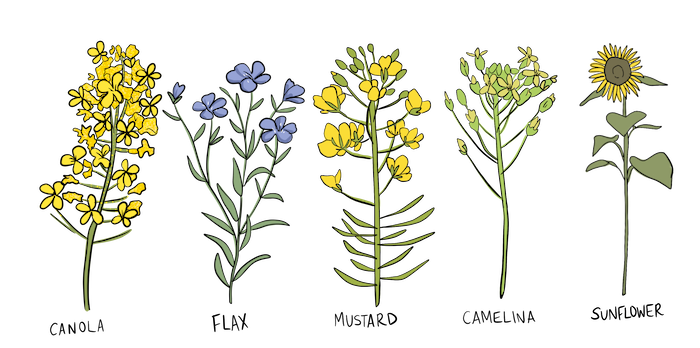 What's the difference between Linseed & Flax, A detailed explanation from  our Linseed Farmer Durwin Banks., By The Linseed Farm - Linseed & Flaxseed  Specialist