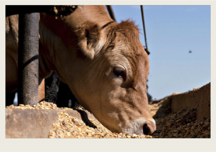 A cow is eating barley out of a trough.