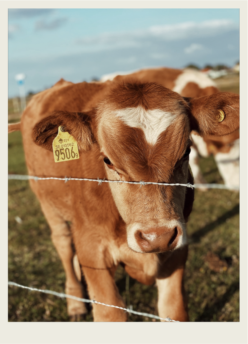 A calf with a clearly marked ear tag are shown. 