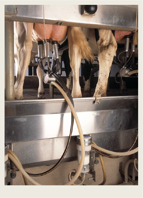 A robotic milkig system is hooked up to a cow so the milk goes through lines to a bulk tank. 