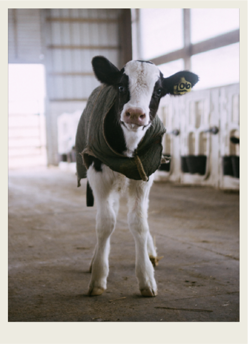 A black and white coloured calf is standing in a barn. 