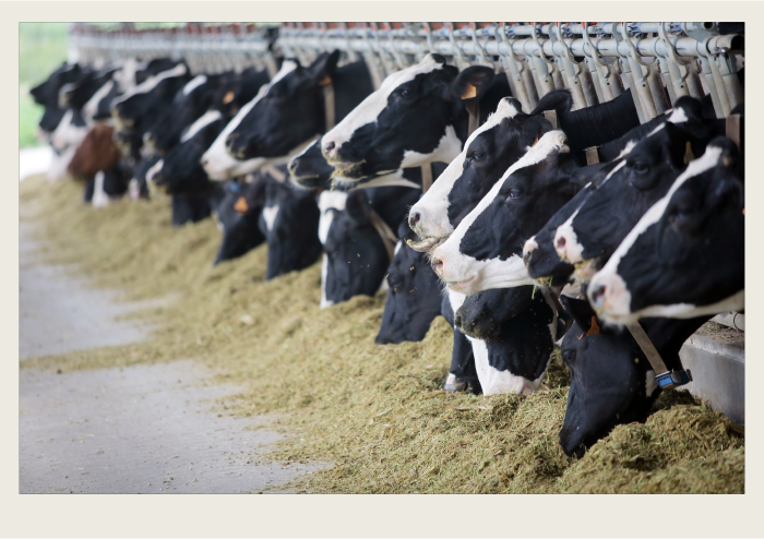 Dairy cows are lined up at a feeder to eat hay. 