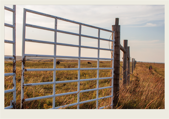 A large steel gate and a tall fence that is attached to it stand in a field, with buffalo in a pasture in the background.