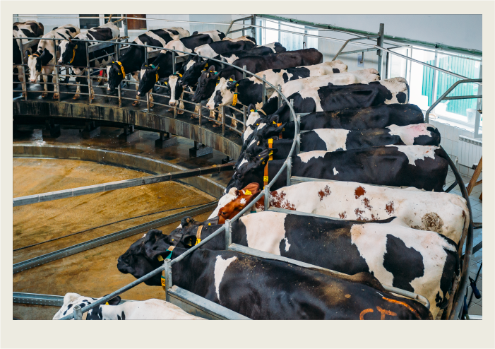 Cows are lined up to be milked at a robotic milking system. 