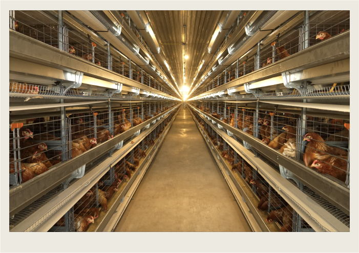 The inside of an egg laying barn is shown with many hens in their cages. 