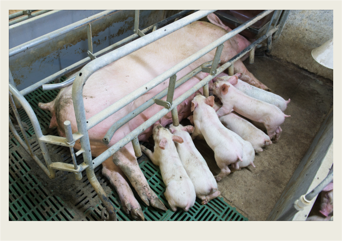 A mother pig is laying on her side while piglets nurse milk. The sow is in a pen that protects piglets from getting rolled over on.