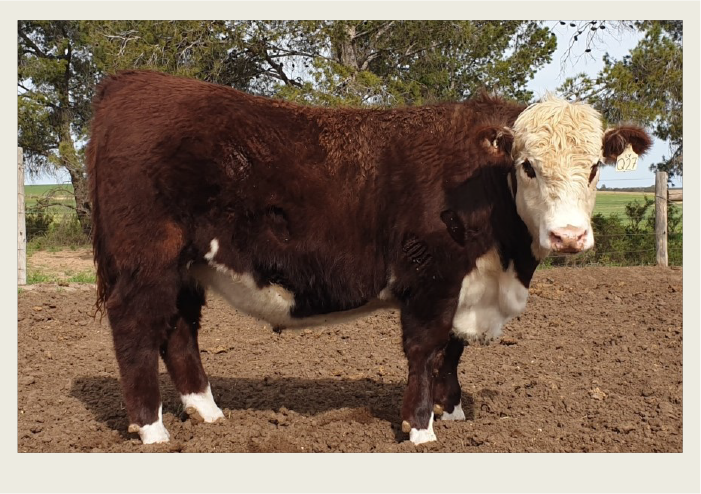 A male red and white newborn calf stands in a pen.