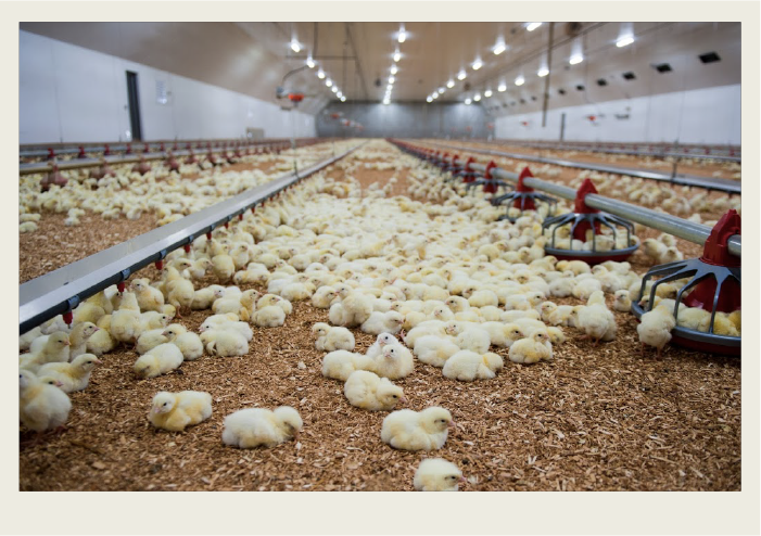 European Farmers Raise Millions Of Chickens In Free Range Farms This Way - Chicken  Farming 