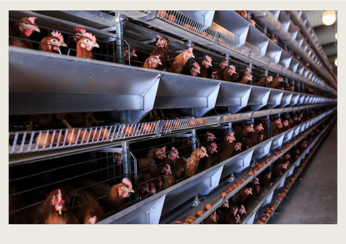 Chickens are clustered intheir cages together. 