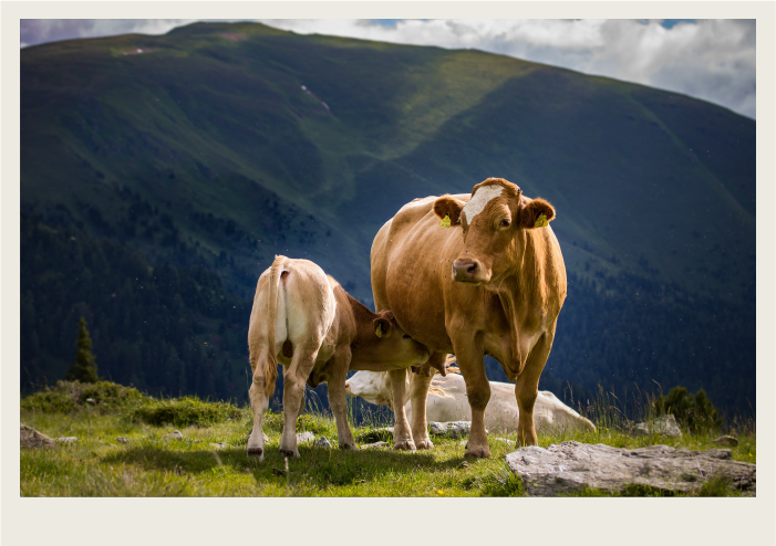 A light brown cow and a newborn calf are in a pasture together, while the calf drinks milk from the mother.