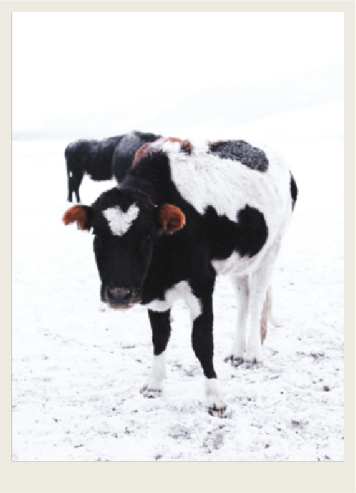 A black and white Dairy Cow is standing in a snowy pasture. 