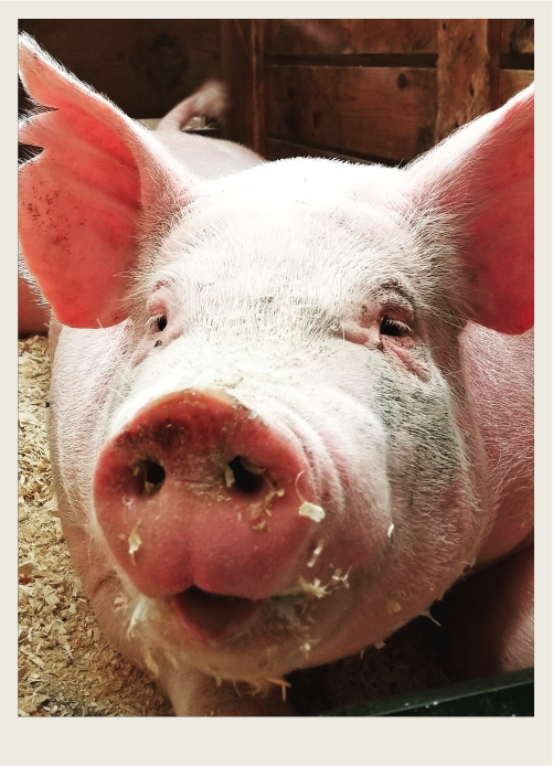 A pig is sitting in a wooden pen, with food on its face, looking happy. 