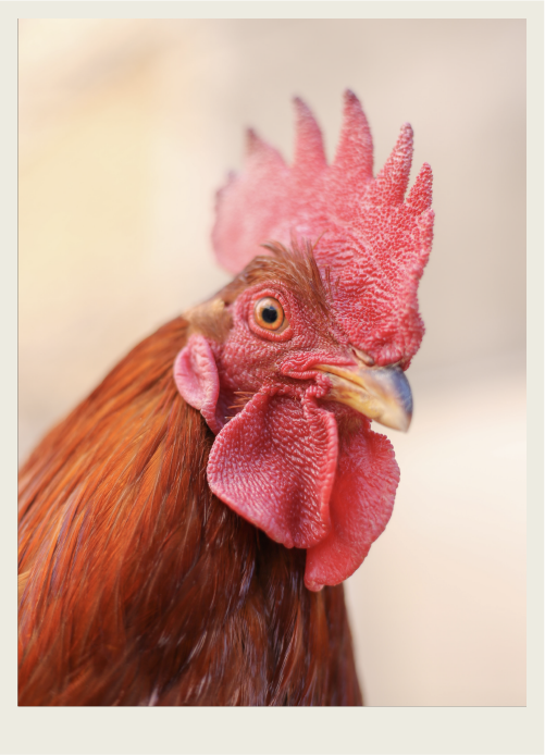 A rooster stands close to the camera as if for a portrait.