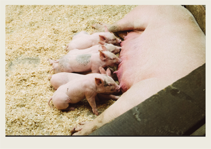 A sow feeds her four piglets as she lays on her side in a pen.