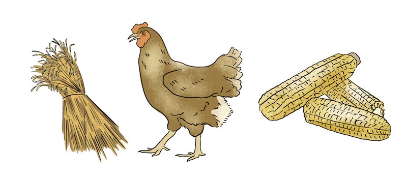 A chicken is standing next to wheat and cobbs of corn. 