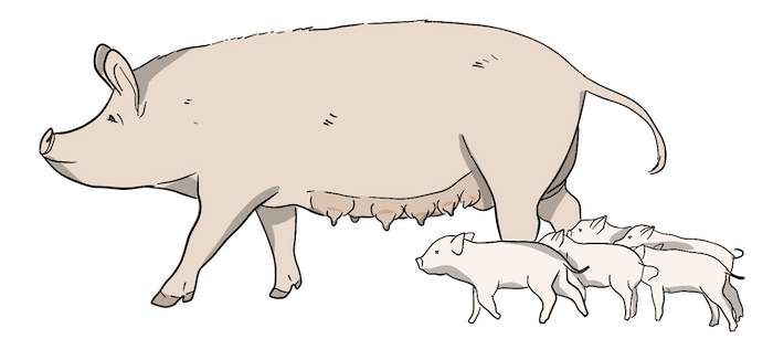 an illustration of a sow and her piglets standing next to her is shown.