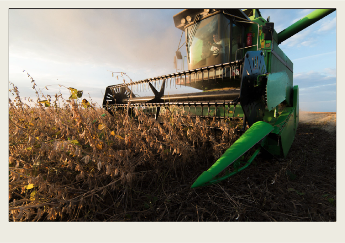 Soybean harvest A combine is operating in a soybean field.