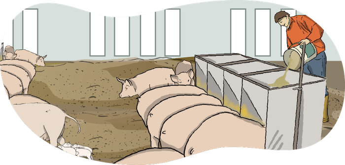 Illustrated pigs stand in a pig pen where some pigs are eating out of grain feeders. A farmer dumps grain into feeders using a large pail.