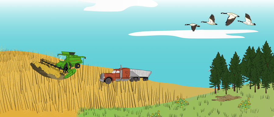 A harvest scene is shown with a combine emptying grain into a grain cart, with a semi-truck on the side of the field.