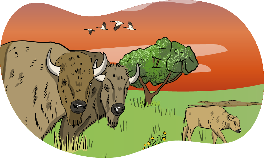 Two illustrated bison and a baby bison are shown in a green, grassy pasture with a tree and a sunset in the background. 