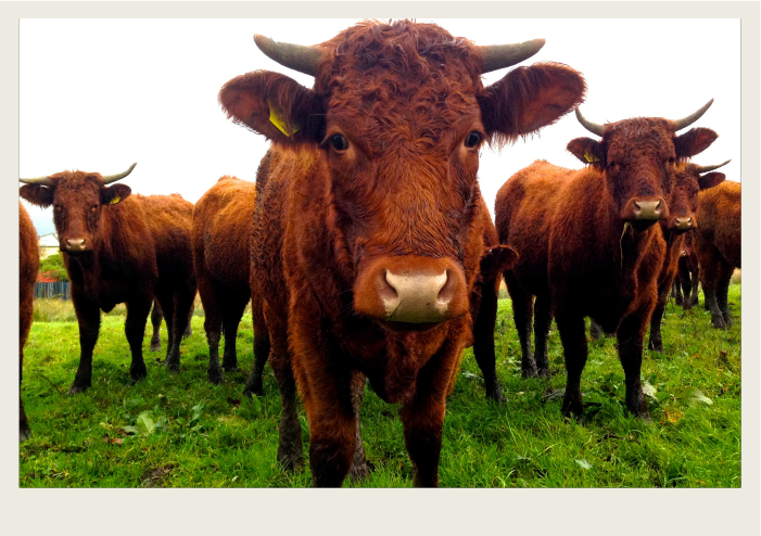 A group of red cows with small horns are standing looking at the camera.