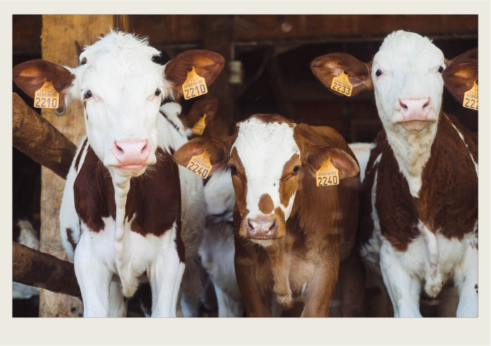 Three brown and white calves with yellow ear tags clearly showing are warming up in the barn, while they face the camera. 