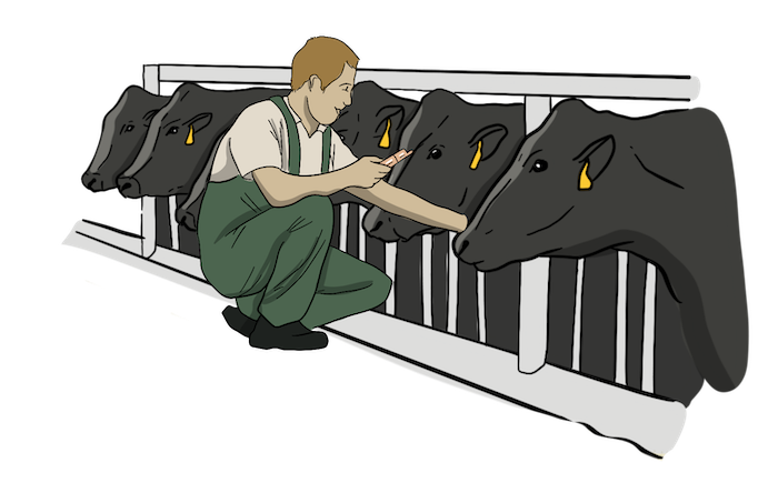 An illustrated farmer wearing green overalls kneels down to get ready to give a cow a vaccination with the needle he is holding. Many cows stand in line in the pen behind the farmer. 