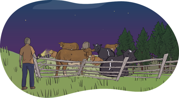 An illustrated farmer shines a flashlight into the cow pen at nighttime.