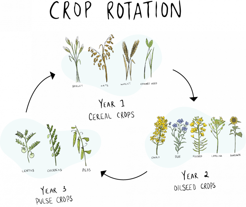 Crop Rotation Explore Saskatchewan Agriculture