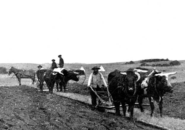 An Indigenous man is using a plow that is being pulled by three horses. 